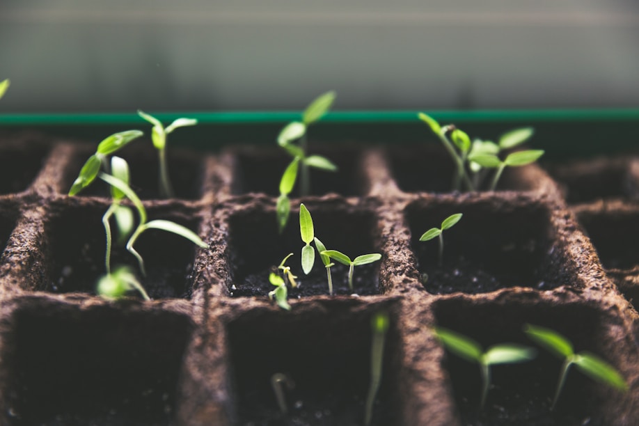 Growth